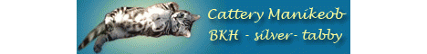 Manikeob - Britisch Kurzhaar Katzen - schwarz silber gestromt